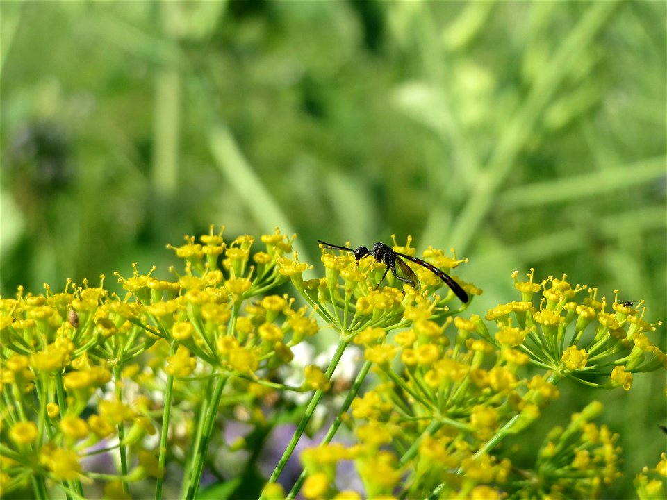 Verwilderter Dill (Anethum graveolens) bei Hockenheim