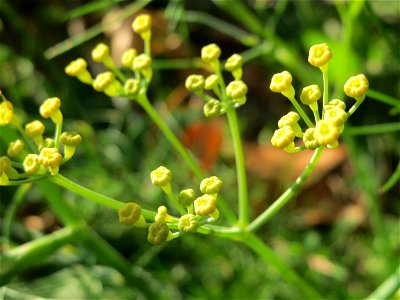 Verwilderter Dill (Anethum graveolens) an der Saar in Saarbrücken