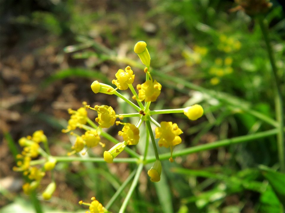Verwilderter Dill (Anethum graveolens) an der Saar in Saarbrücken
