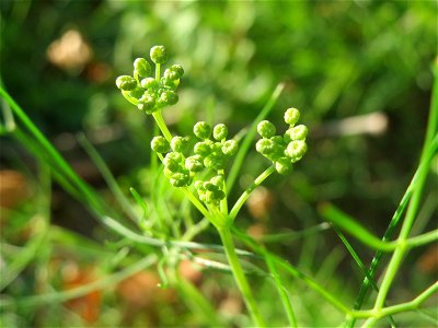 Verwilderter Dill (Anethum graveolens) an der Saar in Saarbrücken