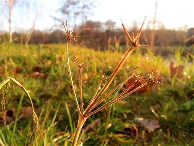 Verwilderter Dill (Anethum graveolens) an der Saar in Saarbrücken