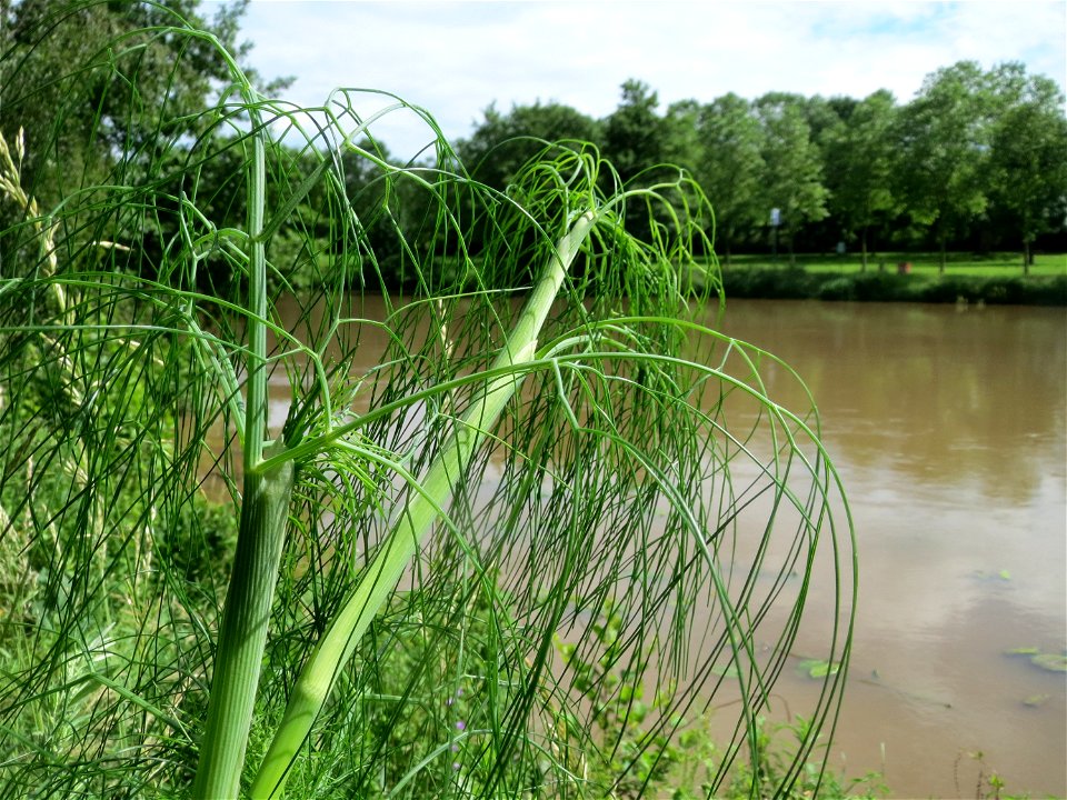 Verwilderter Dill (Anethum graveolens) an der Saar in Saarbrücken
