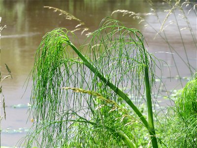 Verwilderter Dill (Anethum graveolens) an der Saar in Saarbrücken