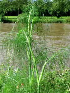 Verwilderter Dill (Anethum graveolens) an der Saar in Saarbrücken photo