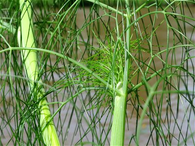 Verwilderter Dill (Anethum graveolens) an der Saar in Saarbrücken