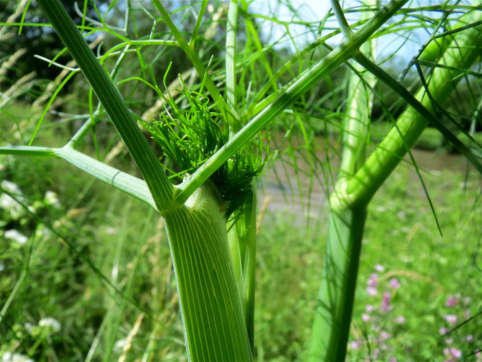 Verwilderter Dill (Anethum graveolens) an der Saar in Saarbrücken