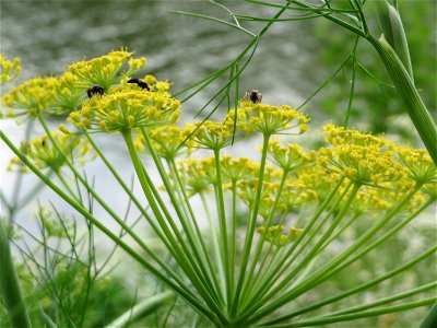 Verwilderter Dill (Anethum graveolens) an der Saar in Saarbrücken photo