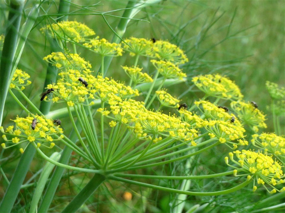Verwilderter Dill (Anethum graveolens) an der Saar in Saarbrücken
