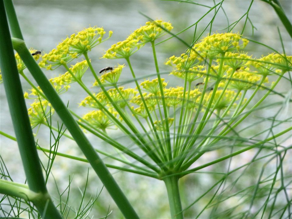 Verwilderter Dill (Anethum graveolens) an der Saar in Saarbrücken