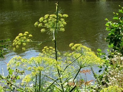 Verwilderter Dill (Anethum graveolens) an der Saar in Saarbrücken