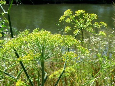 Verwilderter Dill (Anethum graveolens) an der Saar in Saarbrücken