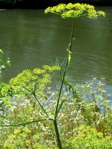 Verwilderter Dill (Anethum graveolens) an der Saar in Saarbrücken