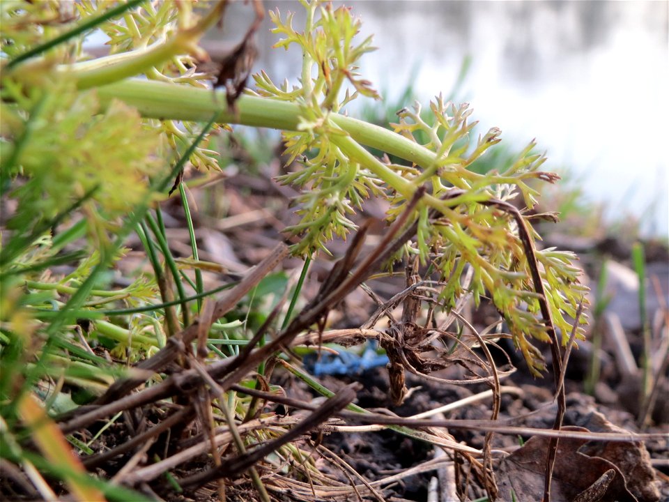 Ein Verwilderter Dill (Anethum graveolens) an der Saar in Saarbrücken zeigt seine ersten Triebe