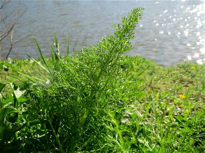 Verwilderter Dill (Anethum graveolens) an der Saar in Saarbrücken