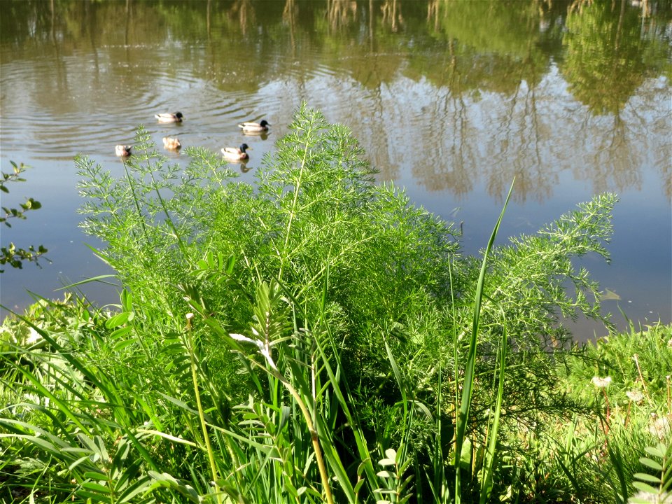 Verwilderter Dill (Anethum graveolens) an der Saar in Saarbrücken