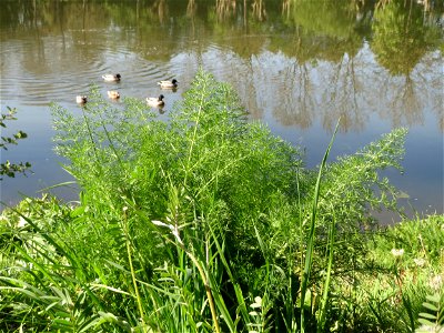 Verwilderter Dill (Anethum graveolens) an der Saar in Saarbrücken