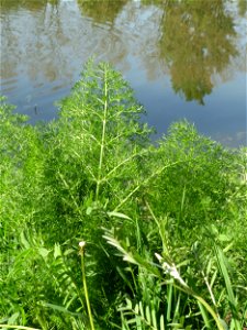 Verwilderter Dill (Anethum graveolens) an der Saar in Saarbrücken