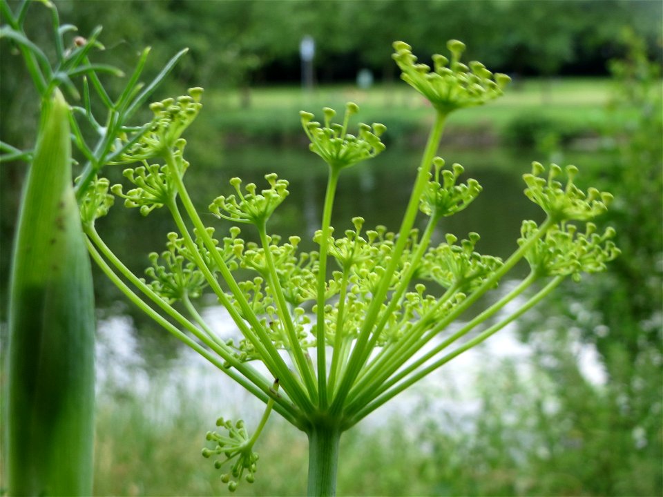 Verwilderter Dill (Anethum graveolens) an der Saar in Saarbrücken