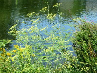 Verwilderter Dill (Anethum graveolens) an der Saar vor dem Heizkraftwerk in Saarbrücken