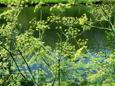 Verwilderter Dill (Anethum graveolens) an der Saar vor dem Heizkraftwerk in Saarbrücken