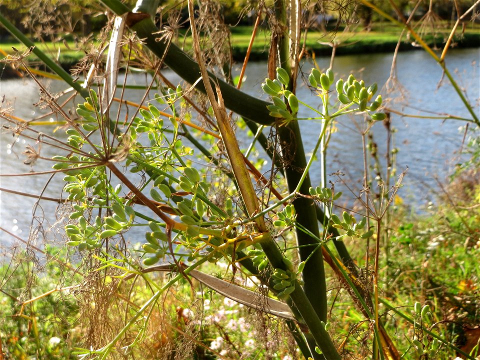 Verwilderter Dill (Anethum graveolens) an der Saar vor dem Heizkraftwerk in Saarbrücken