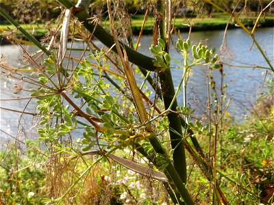 Verwilderter Dill (Anethum graveolens) an der Saar vor dem Heizkraftwerk in Saarbrücken