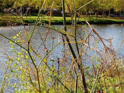 Verwilderter Dill (Anethum graveolens) an der Saar vor dem Heizkraftwerk in Saarbrücken