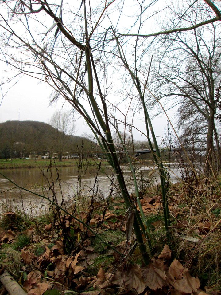 Verwilderter Dill (Anethum graveolens) an der Saar vor dem Heizkraftwerk in Saarbrücken