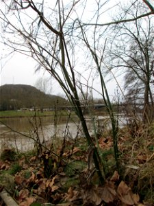 Verwilderter Dill (Anethum graveolens) an der Saar vor dem Heizkraftwerk in Saarbrücken