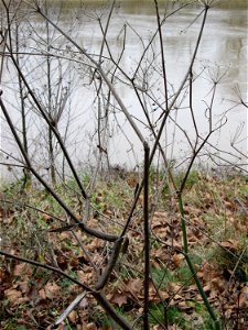 Verwilderter Dill (Anethum graveolens) an der Saar vor dem Heizkraftwerk in Saarbrücken