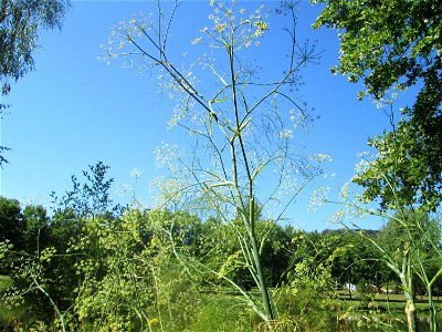 Verwilderter Dill (Anethum graveolens) an der Saar vor dem Heizkraftwerk in Saarbrücken