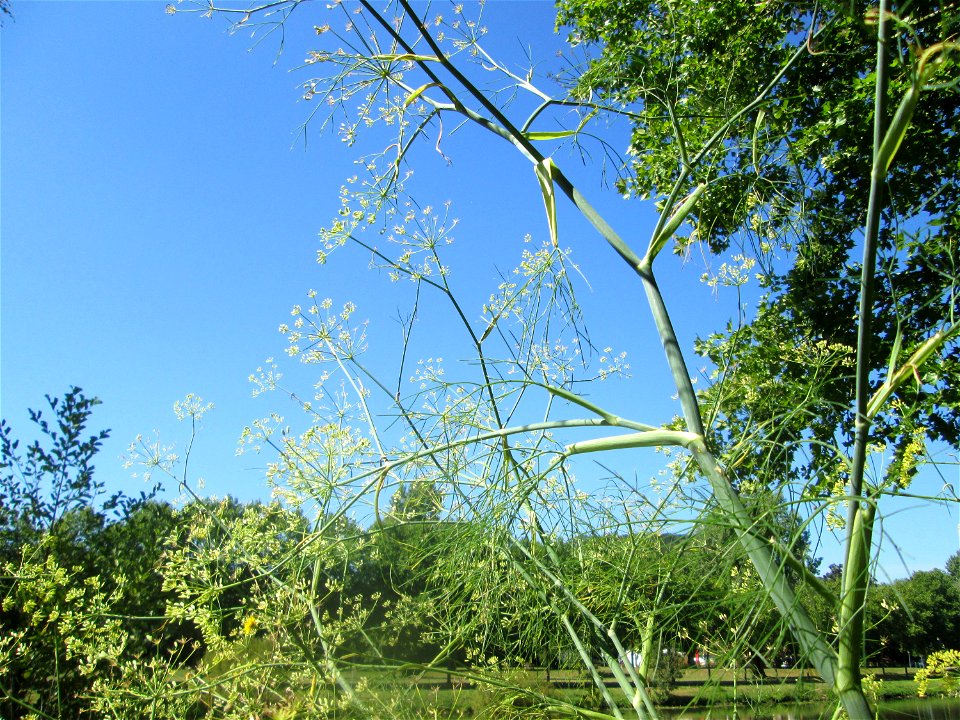 Verwilderter Dill (Anethum graveolens) an der Saar vor dem Heizkraftwerk in Saarbrücken