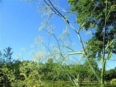 Verwilderter Dill (Anethum graveolens) an der Saar vor dem Heizkraftwerk in Saarbrücken