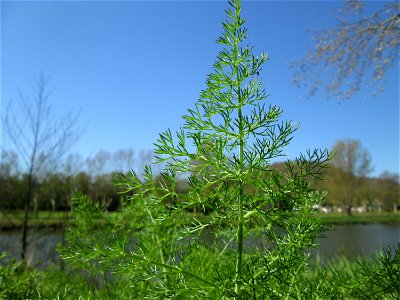 Verwilderter Dill (Anethum graveolens) an der Saar in Saarbrücken