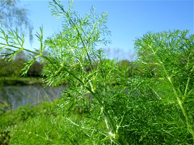 Verwilderter Dill (Anethum graveolens) an der Saar in Saarbrücken