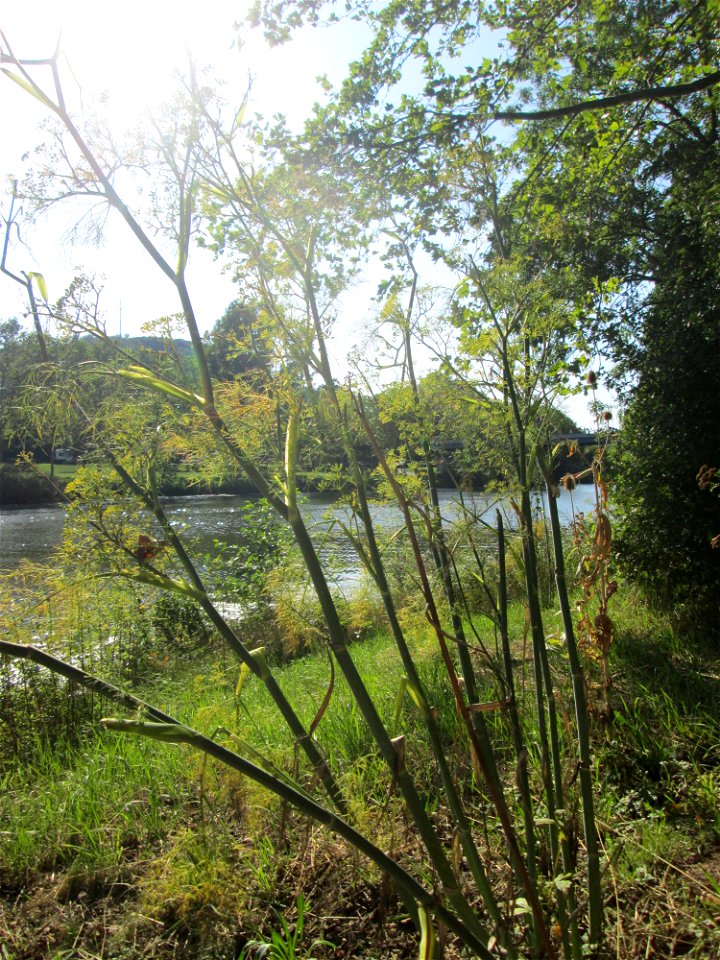 Verwilderter Dill (Anethum graveolens) an der Saar vor dem Heizkraftwerk in Saarbrücken