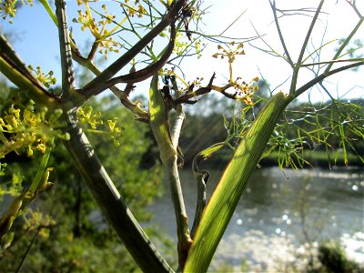Verwilderter Dill (Anethum graveolens) an der Saar vor dem Heizkraftwerk in Saarbrücken