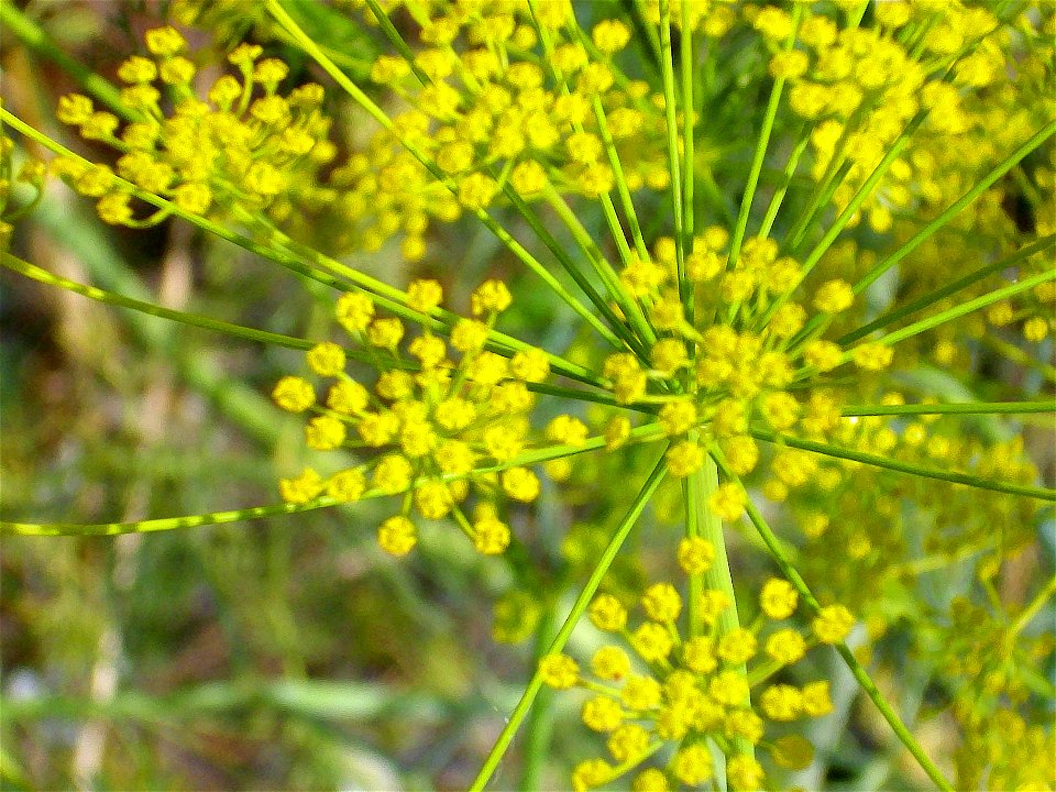 Anethum graveolens flower close up, Campo de Calatrava, Spain