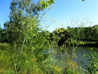Verwilderter Dill (Anethum graveolens) an der Saar vor dem Heizkraftwerk in Saarbrücken