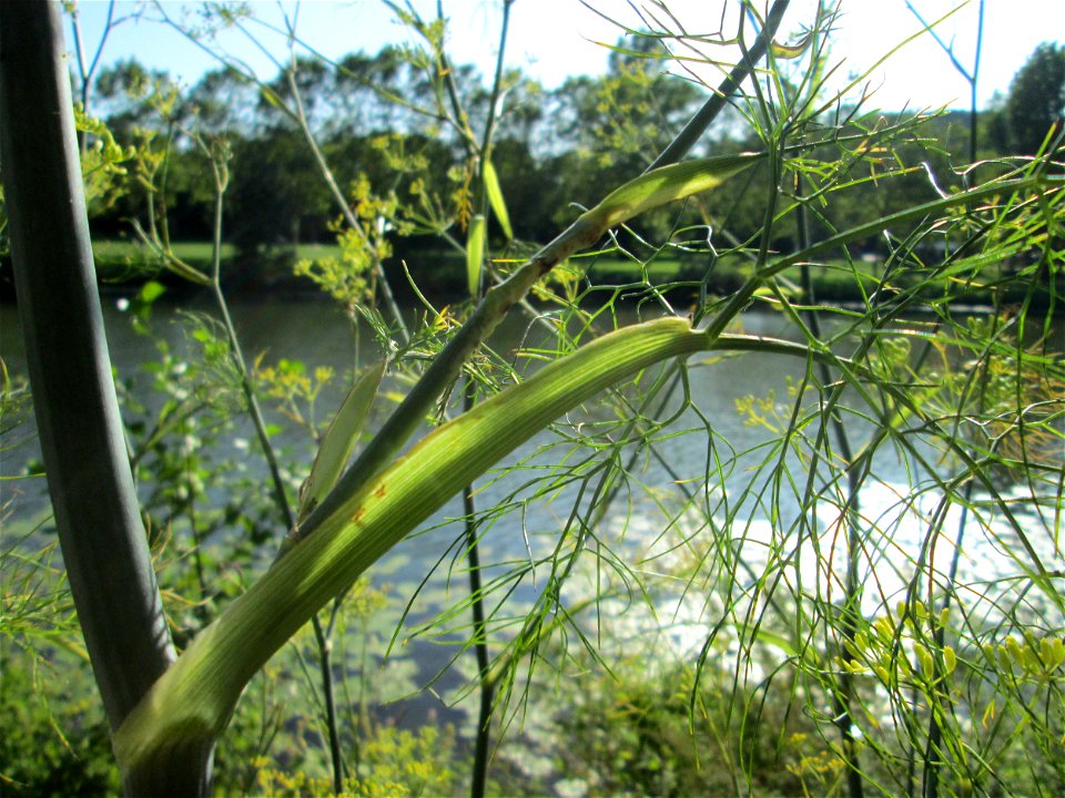 Verwilderter Dill (Anethum graveolens) an der Saar vor dem Heizkraftwerk in Saarbrücken