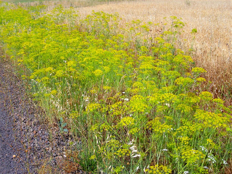 Anethum graveolens habit, Campo de Calatrava, Spain