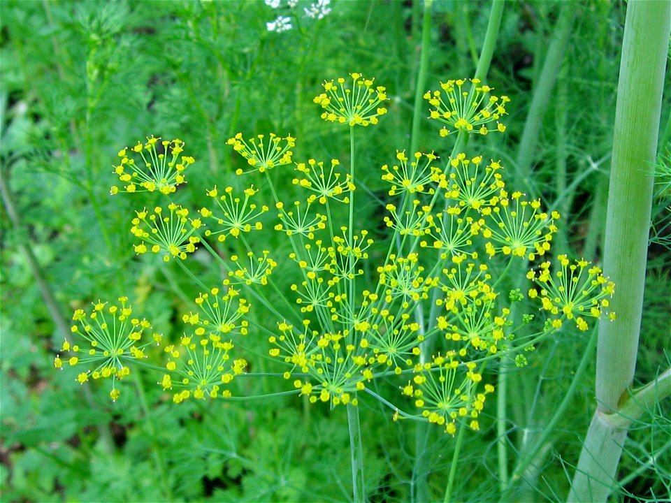 Dill (Anethum graveolens) blooming in August in the Adirondack Park of upstate New  York.
Own work
August, 2006
Meg Bernstein, megb@adelphia.net

I would like to contribute this to http://commons.wiki