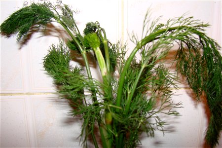 Dill (Anethum graveolens) photo