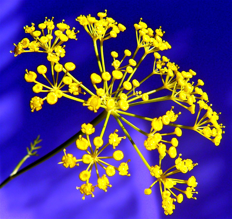 Dill (Anethum graveolens): flower