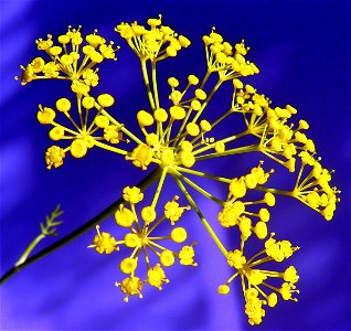 Dill (Anethum graveolens): flower photo