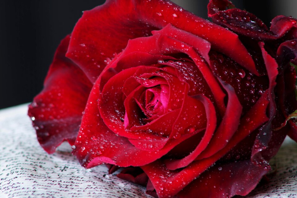 Passion rose flower