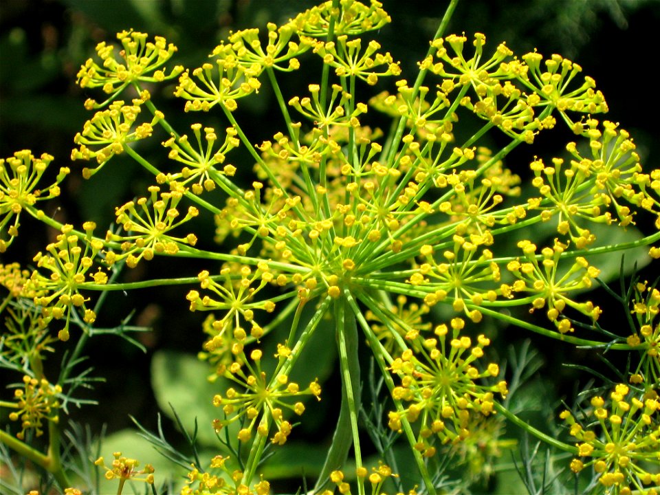 Onion inflorescence