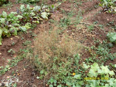 Kitchen garden photo