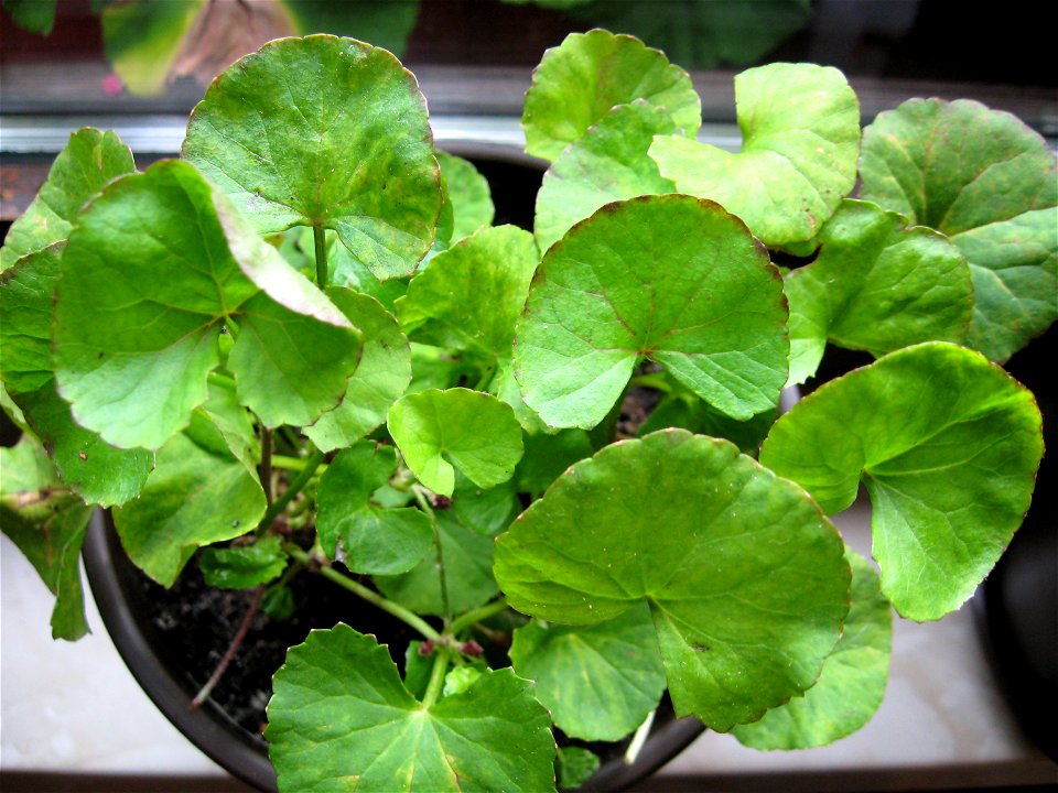 Gotu Kola (Centella asiatica)
