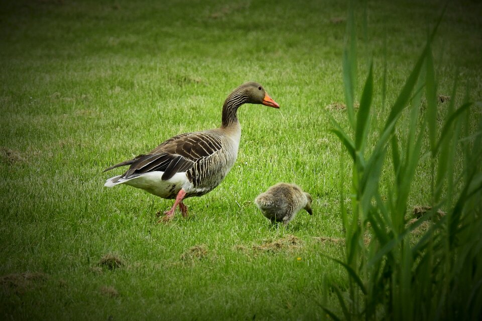 Geese nature wild birds